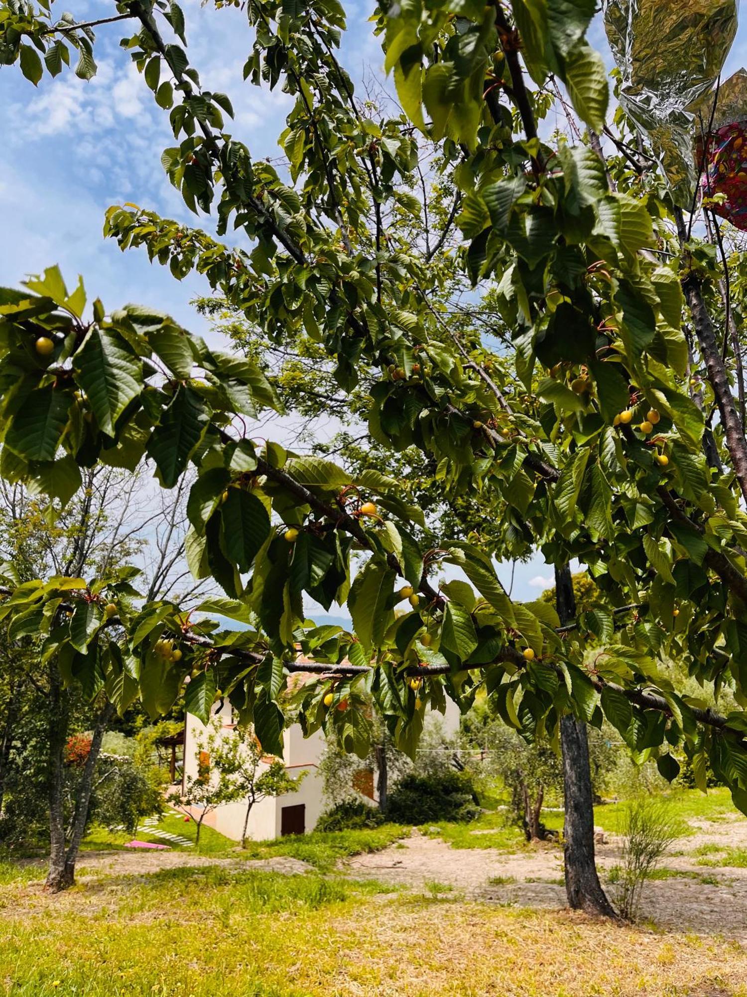 Il Sorbo Lavanda Appartement Roccastrada